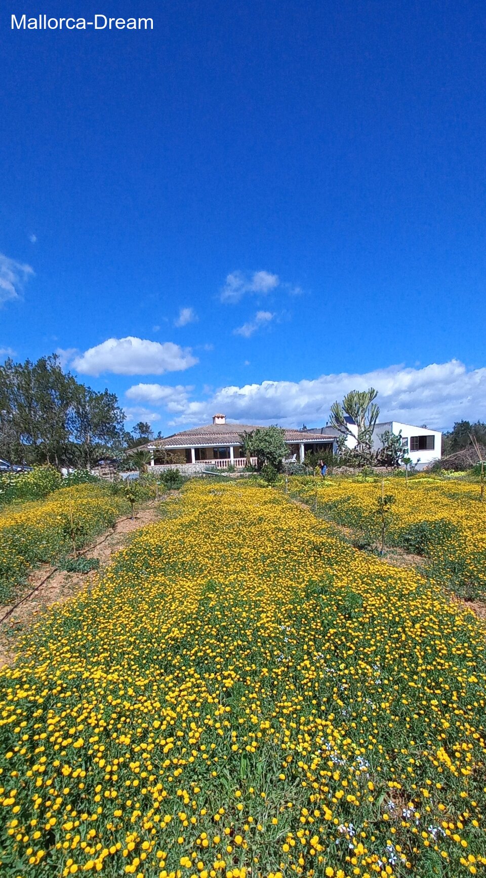 Porto Cristo: Finca der vielen Möglichkeiten : Mit Strom,Brunnen,Pool und Pferdestall Porto Cristo: Finca der vielen Möglichkeiten : Mit Strom,Brunnen,Pool und Pferdestall